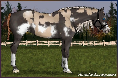 Horse Color:Chocolate Palomino Pearl Tobiano Frame and Liver Chestnut Sabino Frame