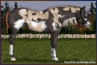 Horse Color:Chocolate Palomino Pearl Tobiano Frame and Liver Chestnut Sabino Frame