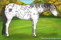 Horse Color:White Spotted Grullo Sabino Near Leopard 