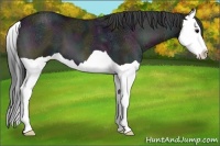 Horse Color:Midnight Blue Onyx Ice Splash Varnish 