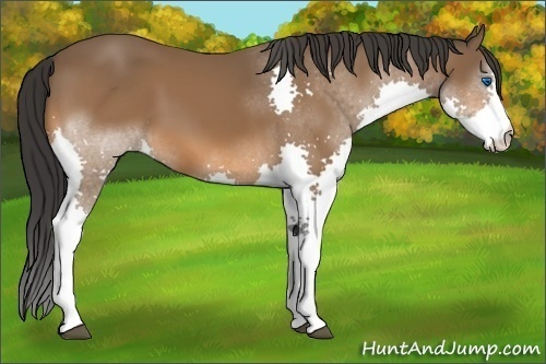 Horse Color:Bay Splash 