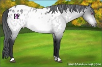 Horse Color:Bay Chinchilla Appaloosa 
