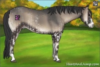 Horse Color:White Spotted Blue Onyx Rabicano and Blue Onyx Sabino