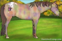 Horse Color:Nacre Amber Champagne Appaloosa