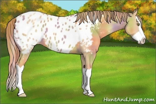 Horse Color:Nacre Gold Champagne Splash Near Leopard 