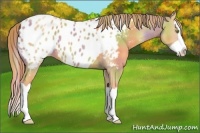 Horse Color:Nacre Gold Champagne Splash Appaloosa 
