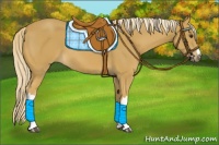 Horse Color:Palomino 