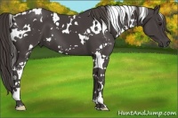 Horse Color:White Spotted Smoky Black