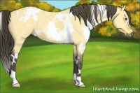 Horse Color:White Spotted Buckskin Dun 