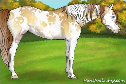 Horse Color:White Spotted Red Dun Onyx Sabino Splash 