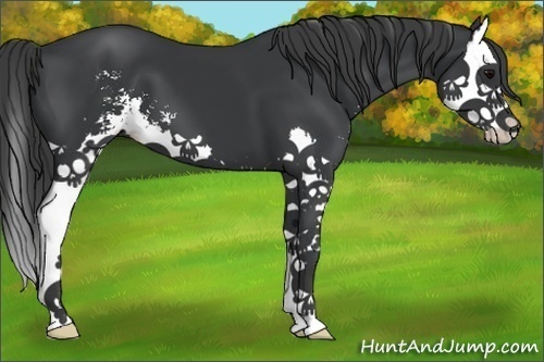 Horse Color:Black Sabino Splash