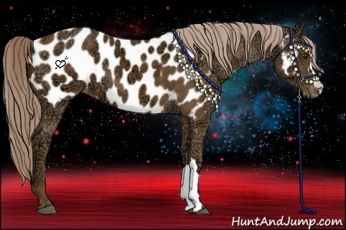 Horse Color:Chocolate Palomino Ice Appaloosa