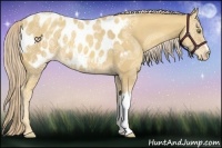 Horse Color:Gold Cream Champagne Ice Appaloosa 