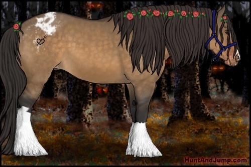 Horse Color:Brown Dun Appaloosa 