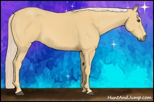 Horse Color:Palomino
