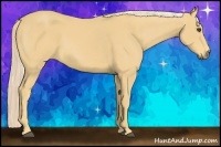 Horse Color:Palomino 