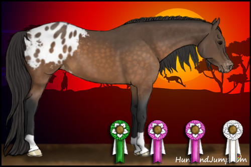 Horse Color:Buckskin Blanket