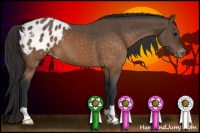 Horse Color:Buckskin Blanket 