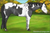 Horse Color:Blue Roan Sabino Splash  and Blue Roan Splash Tobiano 