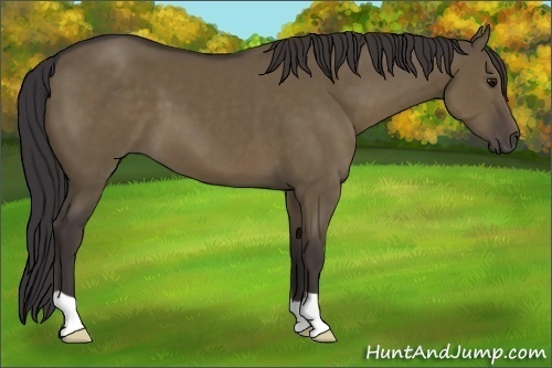 Horse Color:Smoky Grullo
