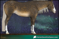 Horse Color:Silver Buckskin 