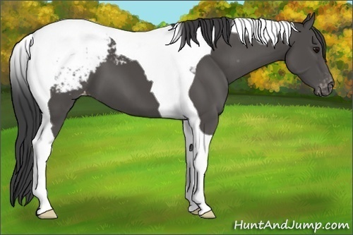 Horse Color:Black Tobiano Appaloosa 