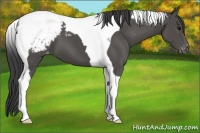 Horse Color:Black Tobiano Appaloosa 