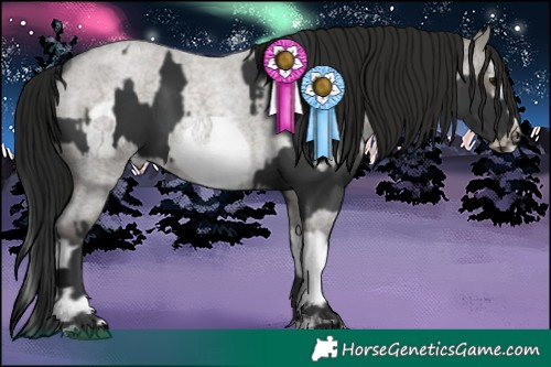 Horse Color:Black Sabino Splash  and Gray Grullo Roan Sabino Splash Frame 