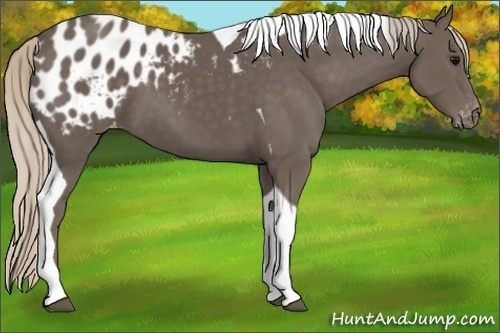 Horse Color:Silver Black Tobiano Blanket 
