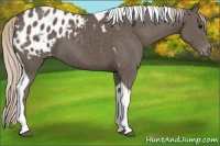 Horse Color:Silver Black Tobiano Appaloosa 