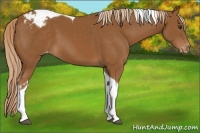 Horse Color:Chestnut Tobiano Appaloosa 