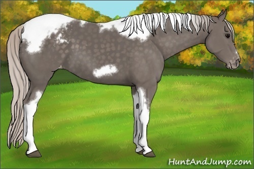 Horse Color:Silver Black Tobiano Frame Appaloosa 