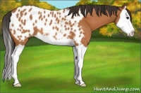 Horse Color:Bay Splash Near Leopard 
