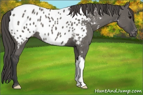 Horse Color:Grullo Near Leopard 