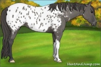 Horse Color:Grullo Near Leopard 