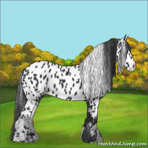 Horse Color:Black Appaloosa 