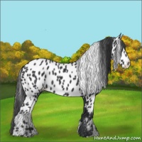 Horse Color:Black Appaloosa