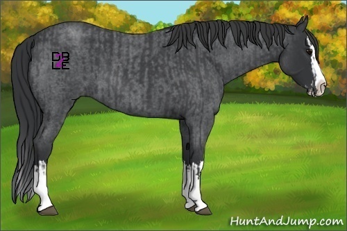 Horse Color:Blue Roan Sabino Splash  and Blue Roan Sabino Splash 