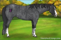 Horse Color:Blue Roan Sabino Splash  and Blue Roan Sabino Splash 