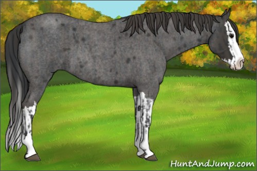 Horse Color:Blue Roan Sabino Splash  and Smoky Blue Roan Sabino Splash 
