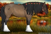 Horse Color:Brown Dun 