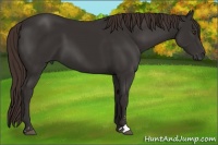 Horse Color:Liver Chestnut Sabino 