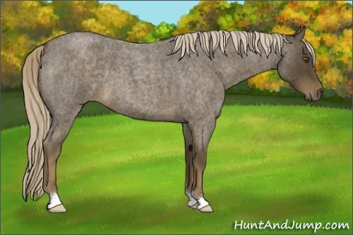 Horse Color:Chocolate Palomino Roan