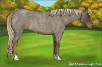 Horse Color:Chocolate Palomino Roan