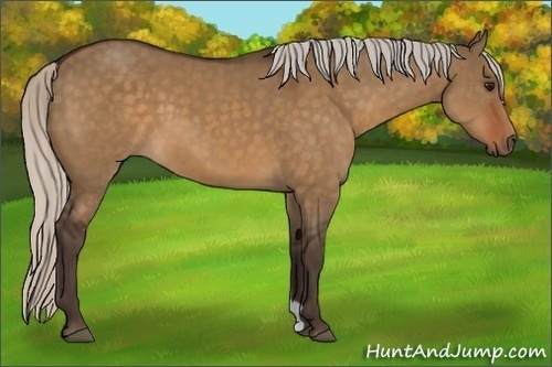 Horse Color:Silver Brown Dun 