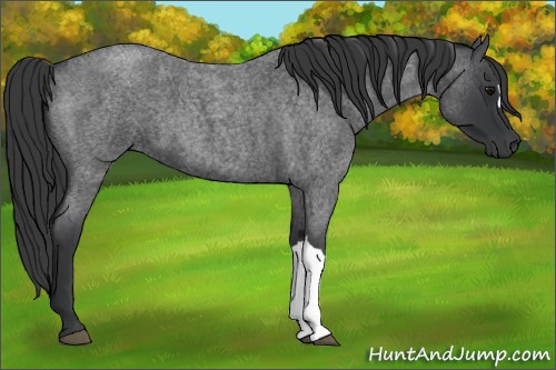 Horse Color:Blue Roan 