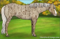 Horse Color:Silver Blue Roan Sabino Splash and Silver Smoky Blue Roan Sabino Splash