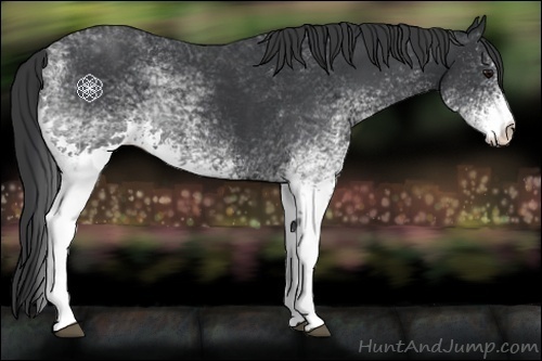 Horse Color:White Spotted Black