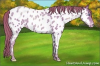 Horse Color:Buckskin Pearl Near Leopard 