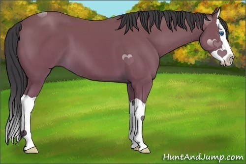Horse Color:Bay Splash 